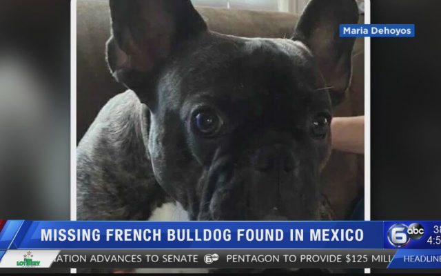 Bay Area Woman’s Lost French Bulldog Amazingly Gets Discovered All The Way Down In Mexico!