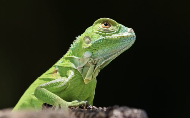 Iguanas Expected to Fall From Trees This Christmas