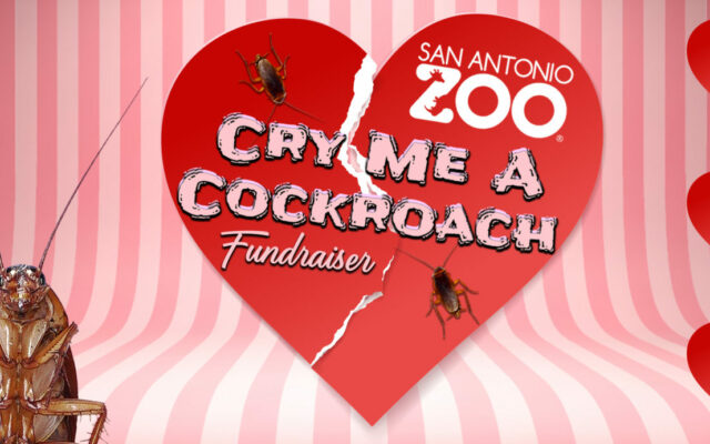 A Zoo Will Name a Cockroach After Your Ex For Valentine’s Day.