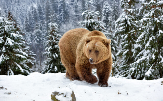 Watch Family of Bears Walk Under Ski Lift in Tahoe!